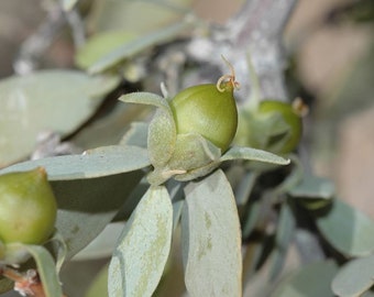 May include: Close-up of a green argan fruit on a branch with silvery-green leaves.