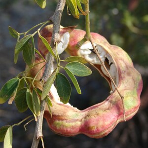 Pithecellobium Dulce Seeds – Madras Thorn / Manilla Tamarind – 10 Fresh Seeds