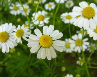Matricaria chammilla Common Chamomile Seeds +/- 3000 seeds - 0.2g Matricaria chammilla Common Chamomile Seeds +/- 3000 seeds - 0.2g