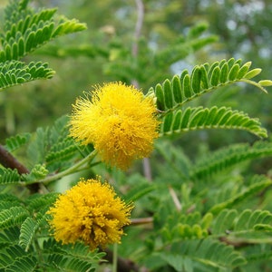 100 Acacia Farnesiana Seeds, Sweet acacia Seeds , Mealy wattle Seeds, Vachellia farnesiana Seeds image 3