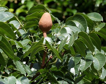 Può includere: Primo piano di un baccello di semi marrone su un ramo di albero con foglie verdi. Il baccello di semi è rotondo e ha una superficie liscia.