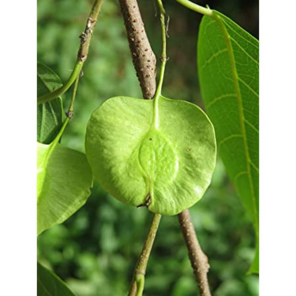 100 Holoptelea Integrifolia Seeds, Indian Elm, Jungle Cork Tree - Etsy
