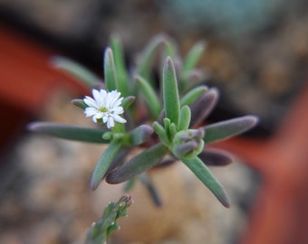 20 Delosperma napiforme Seeds , Mestoklema macrorrhizum Seeds