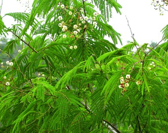 Puede incluir: Primer plano de un árbol verde frondoso con flores blancas. El árbol tiene muchas ramas y hojas, y las flores están agrupadas en pequeños grupos.