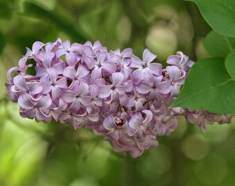 künstliche blumengirlanden Valar Blumen aufrollen Stoff Künstliche Blumen wand Hochzeit Hintergru –  ValarFlowers