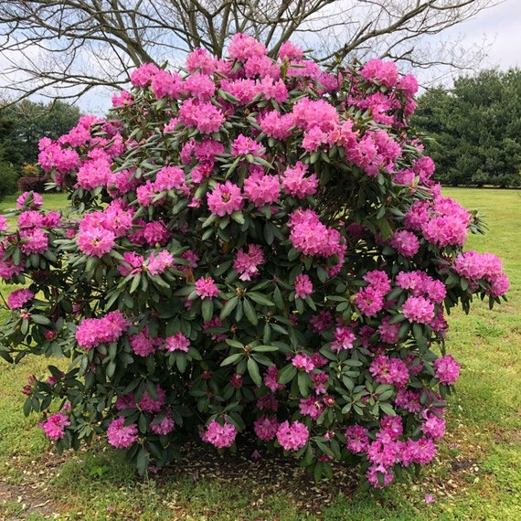 rhododendron englisch English Roseum Rhododendron Shrub- Elegant rose pink flowers bloom in –  Online Orchards