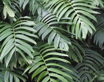 50 Rhaphidophora decursiva Seeds, Creeping Philodendron Seeds