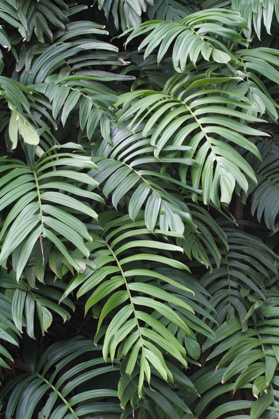 50 Rhaphidophora decursiva Samen, schleichende Philodendron Samen - Etsy  sterreich