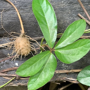 以下が含まれることがあります： 茶色の丸い根と、そこから生えているつる植物と緑の葉のクローズアップ。根は暗い茶色のざらざらした表面の上にあります。