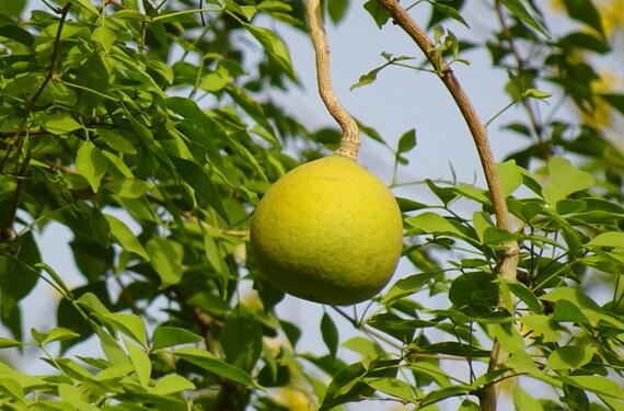 200 Bael Fruit Seeds aegle Marmelos Seeds Bengal Quince Golden