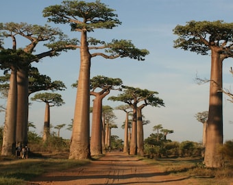 アダンソニア・グランディディエリ 3粒、グランディディエの巨大