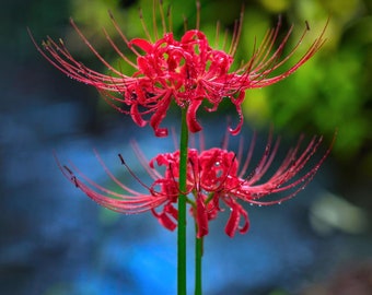 5 Lycoris radiata Bulbs,Red spider lily,Red magic lily, With Phytosanitary certificate