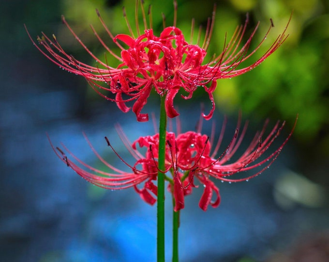 Featured listing image: 5 Lycoris radiata Bulbs,Red spider lily,Red magic lily, With Phytosanitary certificate