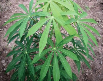 50 Manihot Esculenta Seeds , Cassava Seeds. Tapioca Seeds,