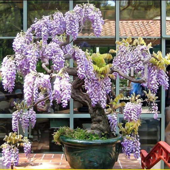 50 Bolusanthus Speciosus Seeds, African Wisteria Tree - Etsy Israel