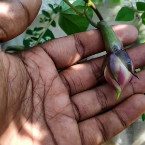 以下が含まれることがあります： 緑、紫、白の花のつぼみを手の中に持つ手のアップ。