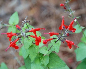 10 semillas de salvia escarlata, Salvia coccinea, flores tropicales