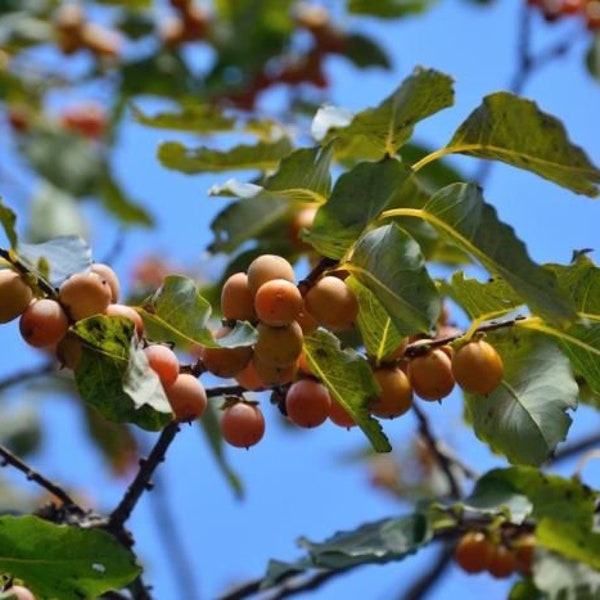 50 Diospyros lotus Seeds, The Date Plum Seeds