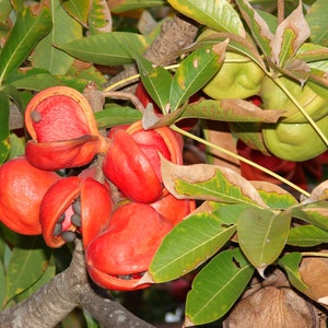 50 Sterculia foetida Seeds, Olive Seeds, Peon Seeds , Poon Tree, Wild Indian Almond Seeds , Sterculia nut Seeds image 3