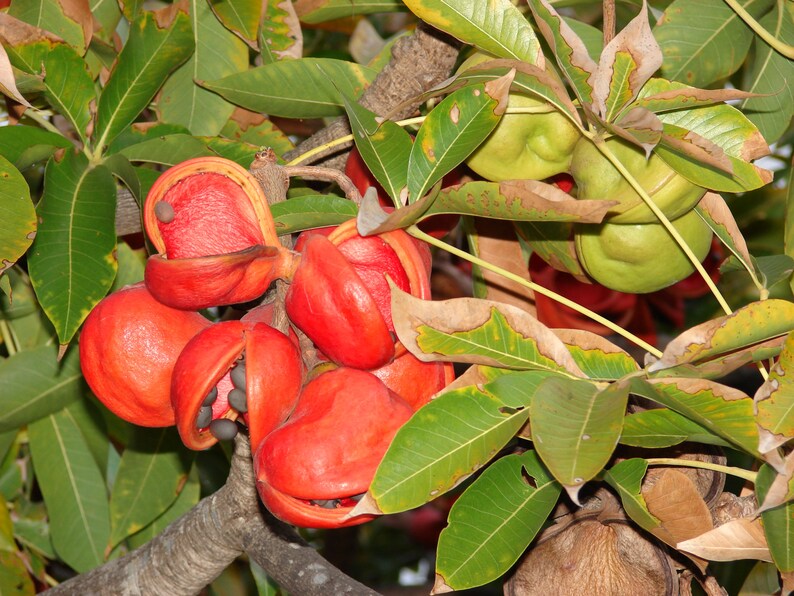 50 Sterculia foetida Seeds, Olive Seeds, Peon Seeds , Poon Tree, Wild Indian Almond Seeds , Sterculia nut Seeds image 3