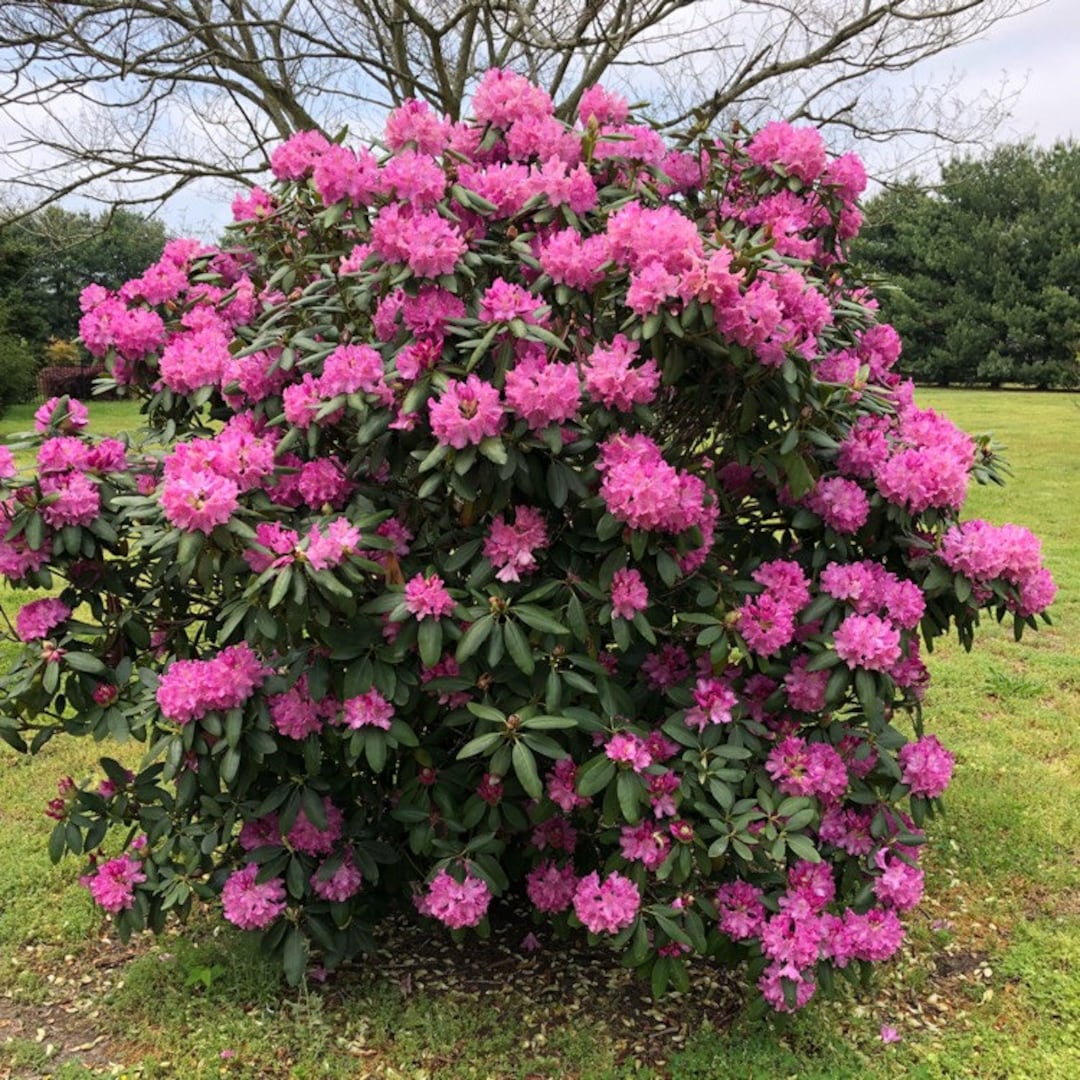 rhododendron flower Dandy Man® Pink Rhododendron main image 1