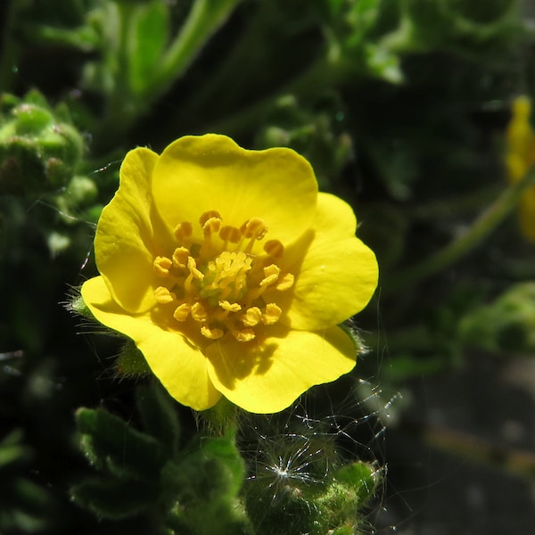 20 Potentilla crantzii Seeds , Alpine Cinquefoil Seeds ,