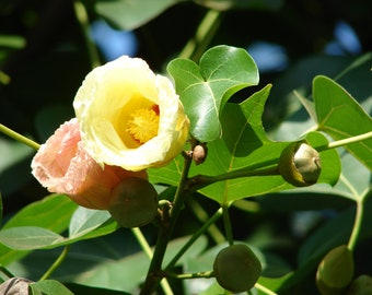 May include: A close-up of a pale yellow flower with a pink flower bud on a green leafy branch. The flower has a yellow centre and is surrounded by green leaves.