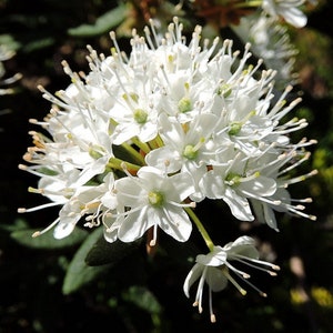 Può includere: Un gruppo di fiori bianchi con petali delicati e stami lunghi e sottili. I fiori sono disposti in una forma rotonda e densa, creando uno spettacolo bellissimo e delicato.
