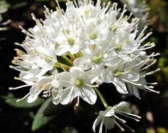 50 Ledum palustre Seeds, Marsh Labrador tea