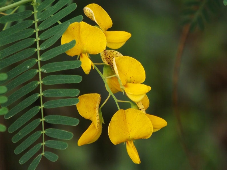 10 Sesbania bispinosa Seeds. Prickly Seban Seeds image 1