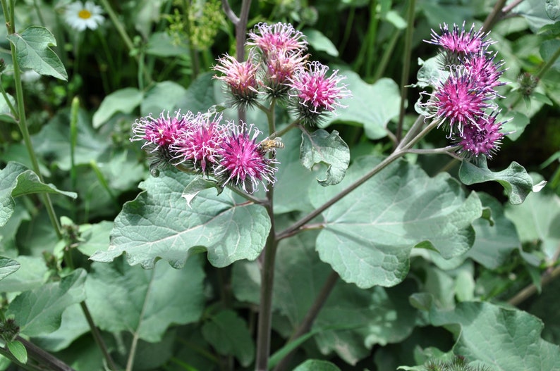 200 Arctium lappa Seeds, Greater Burdock Seeds, Herb Seeds,Burdock Seeds image 1