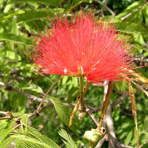 Könnte beinhalten: Eine leuchtend rote Blume mit langen, dünnen Blütenblättern, die an einen Pinsel oder ein Feuerwerk erinnern. Die Blume blüht und ist von grünen Blättern umgeben.