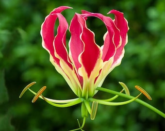 50 Flammenlilie, Feuerlilie, Gloriosa-Lilie, Gloriosa superba Samen
