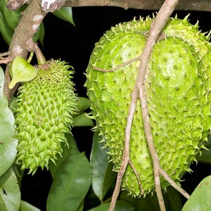 50 Seeds Annona muricata Seeds Soursop Seeds, Soursop, Guanabana, Prickly Custard Apple, Durian Belanda, Graviola, Durian Europa, image 1