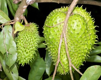 50 Seeds Annona muricata Seeds Soursop Seeds, Soursop, Guanabana, Prickly Custard Apple, Durian Belanda, Graviola, Durian Europa,