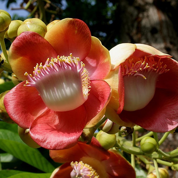 15 Couroupita guianensis Samen, Kanonenkugel Baum Samen