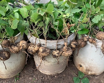 100 Jicama Samen, mexikanische Rübe, Kletternde Yamsabohne