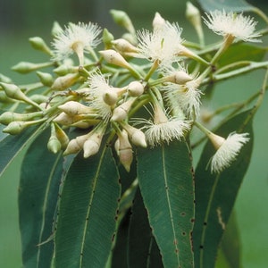 Op de afbeelding: Close-up van een tak van een boom met witte bloemen en groene bladeren. De bladeren zijn lang en smal, en de bloemen zijn klein en delicaat.