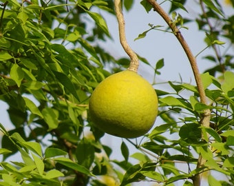 Può includere: Un frutto grande, rotondo e giallo pende da un ramo di un albero con foglie verdi. Il frutto ha una consistenza liscia e leggermente irregolare.