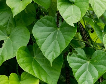 25 Tinospora Cordifolia Seeds, ,Heart leaved moonseed Seeds,  Giloy Vine  Seeds