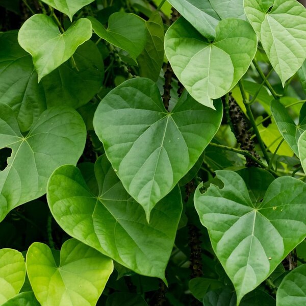 25 Tinospora Cordifolia Seeds, ,Heart leaved moonseed Seeds,  Giloy Vine  Seeds