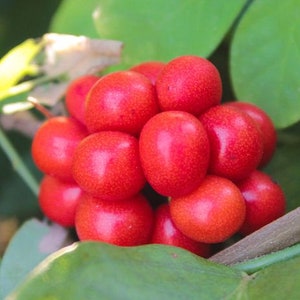 25 Cocculus indicus Seeds, Cocculus indicus, Anamirta cocculus, FISH BERRY Seeds, image 1