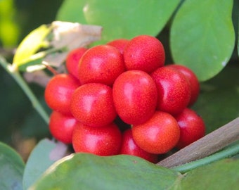 25  Cocculus indicus Seeds, Cocculus indicus, Anamirta cocculus, FISH BERRY Seeds,