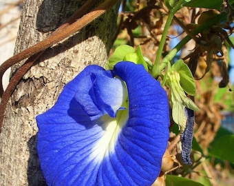 200 semillas de guisante mariposa, jacinto azul, alas de paloma asiática