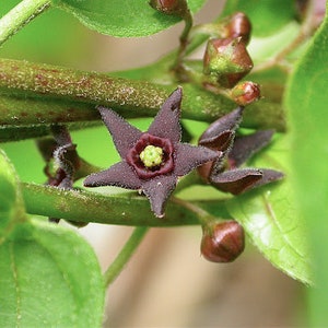 Puede incluir: Primer plano de una planta con flores moradas oscuras en forma de estrella y centro amarillo. Las flores están rodeadas de hojas y tallos verdes. La imagen resalta los detalles de la estructura de la planta.