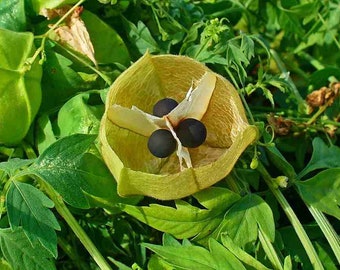 Cardiospermum With Photos Etsy