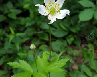 Anemone virginiana Seeds, Tall White Wildflower