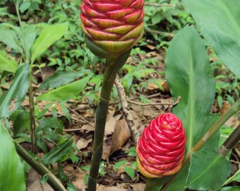 10 Shampoo Ginger, Pinecone ginger Seeds. Lempoyang Seeds, Zingiber zerumbet