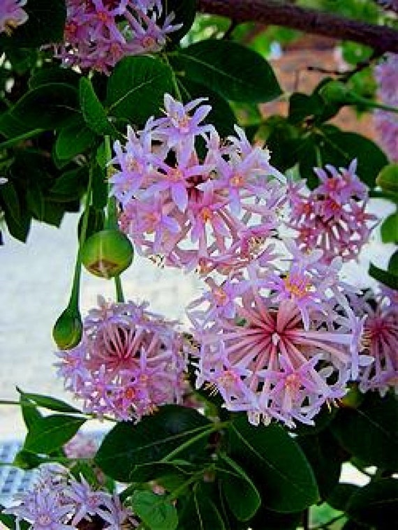 25 Dais Cotinifolia Seeds Pompom Tree Seeds Pom Pom Tree Etsy Australia