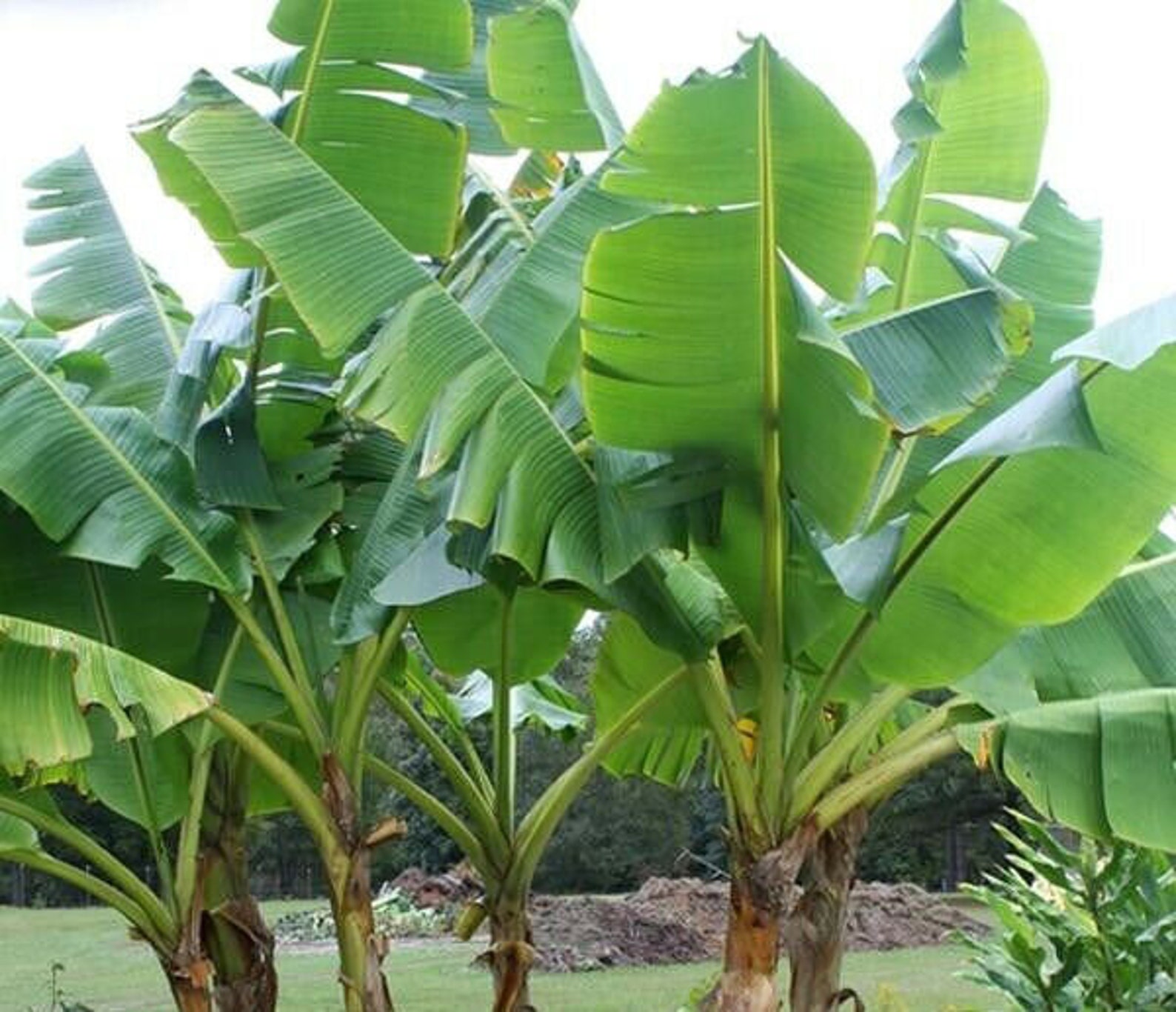 100 Musa Velutina Seeds Dwarf Pink Banana Seeds Musa Etsy